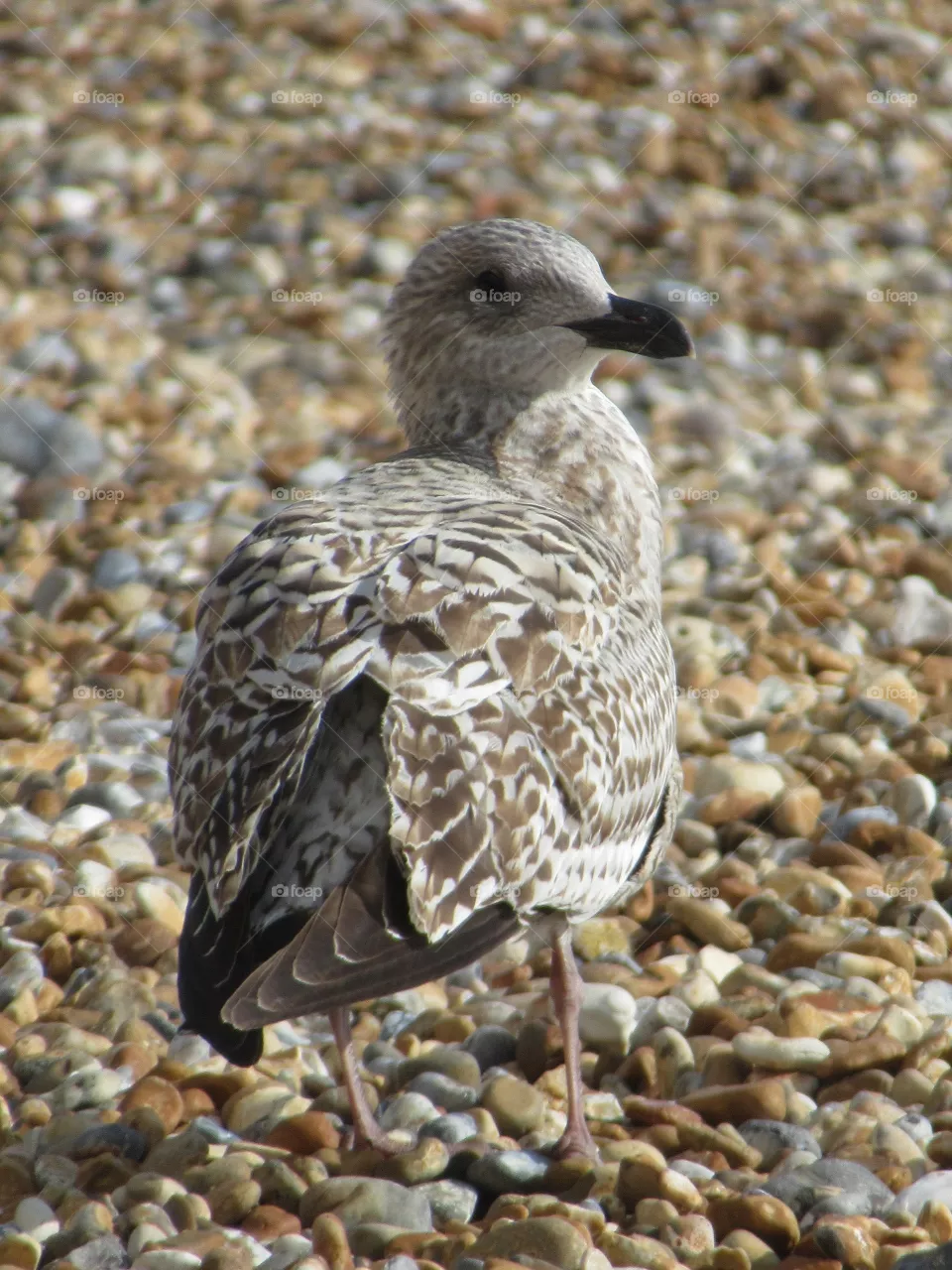 Seagull looking the same shade as the pebbles on the beach