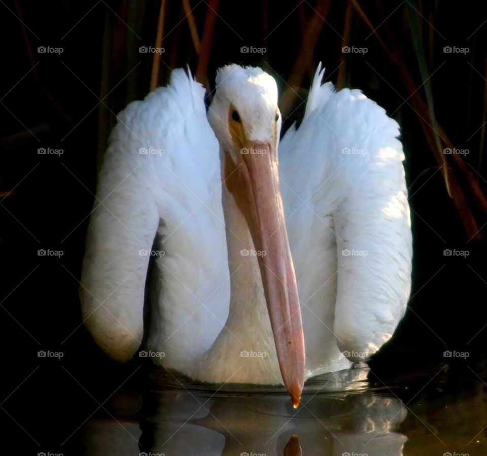 Portrait of a Pelican