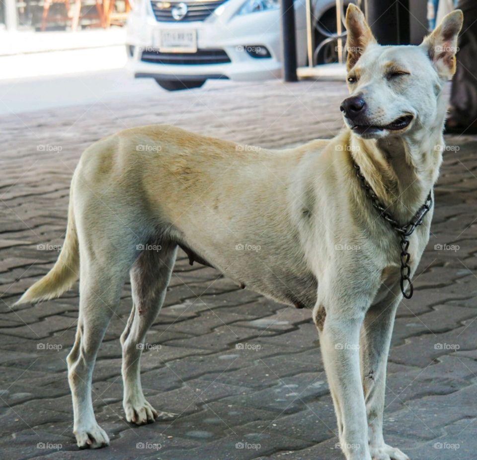 The stray dog ​​on the street.