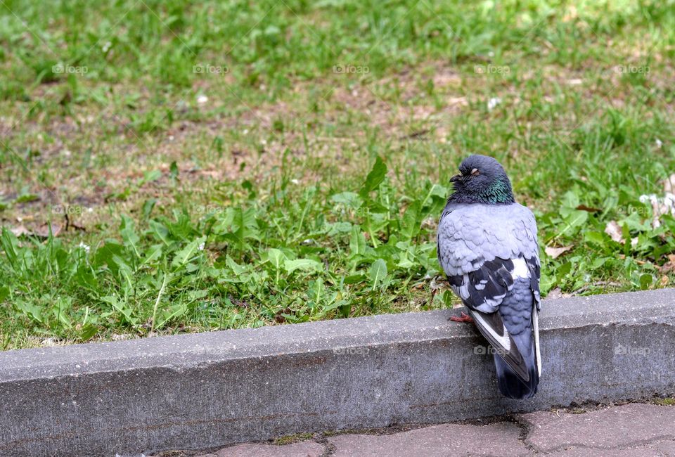 bird dove sleeping on a street pavement green background