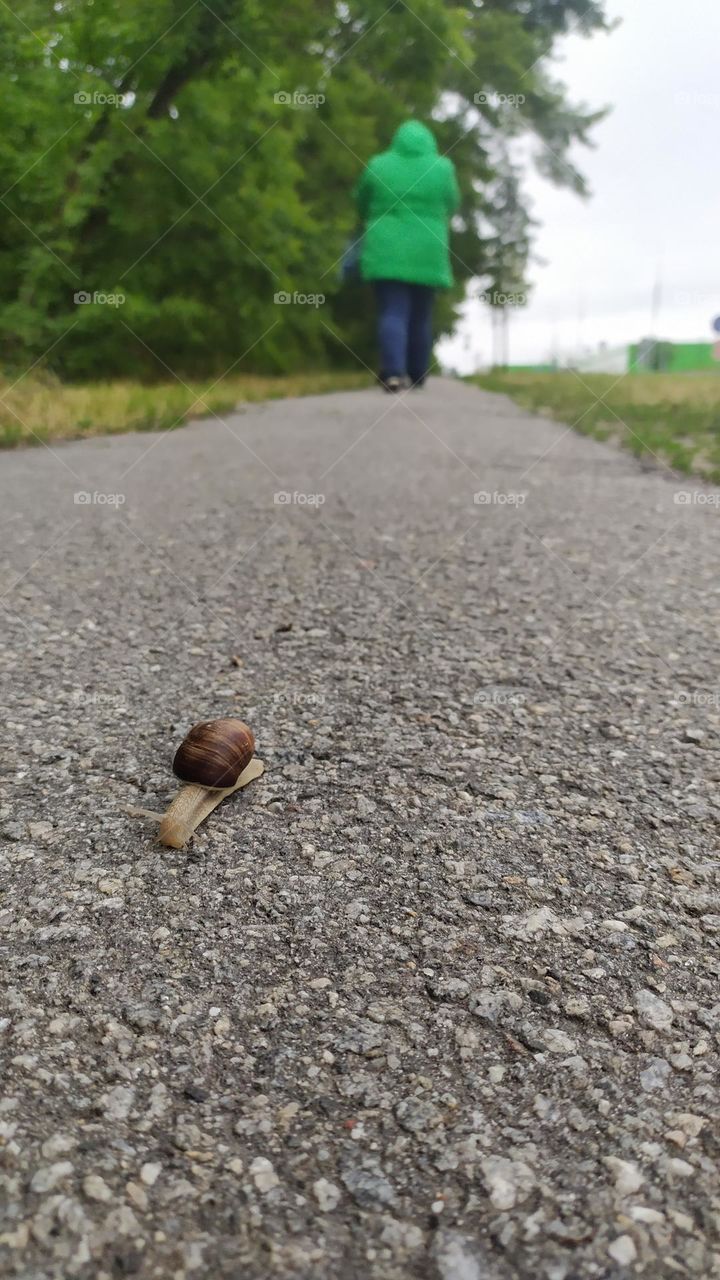 snail in the city