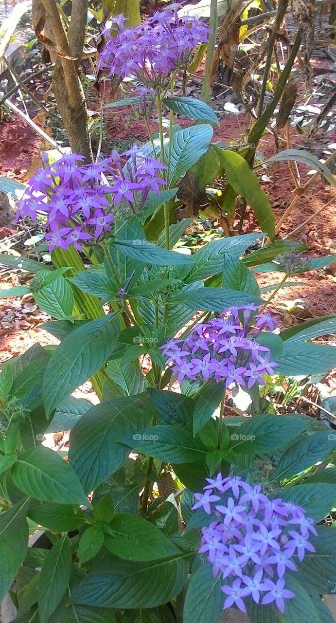 magical Violet flower