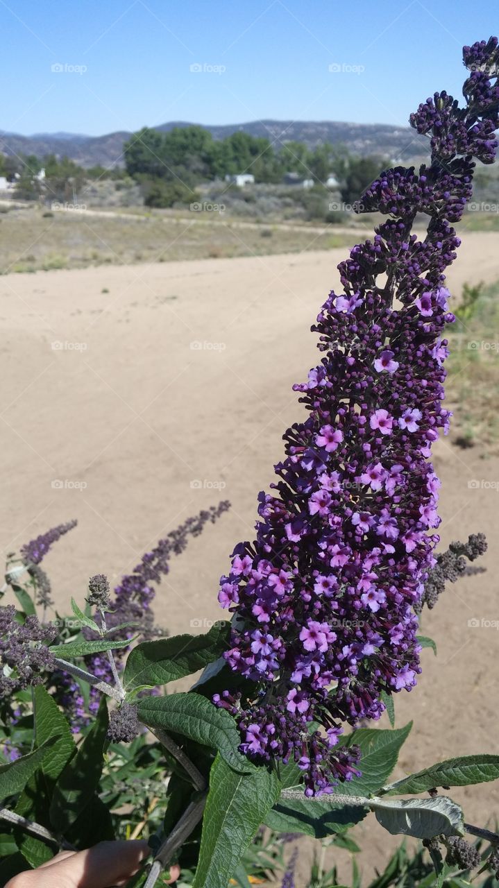 purple sage. beautiful flowering sage plant located in the mountains of southern California .