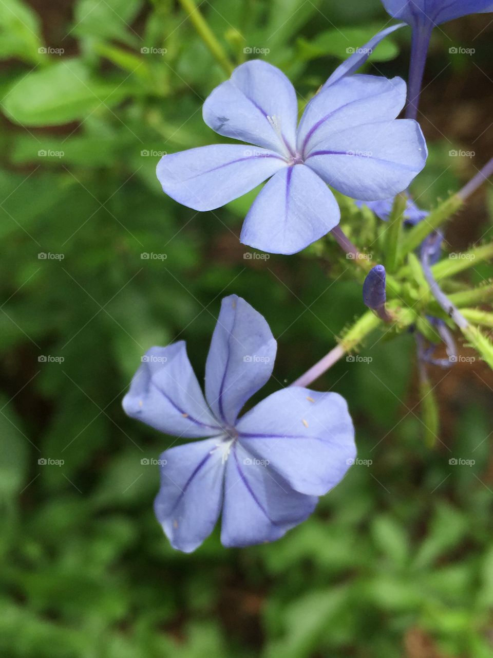 Plumbago