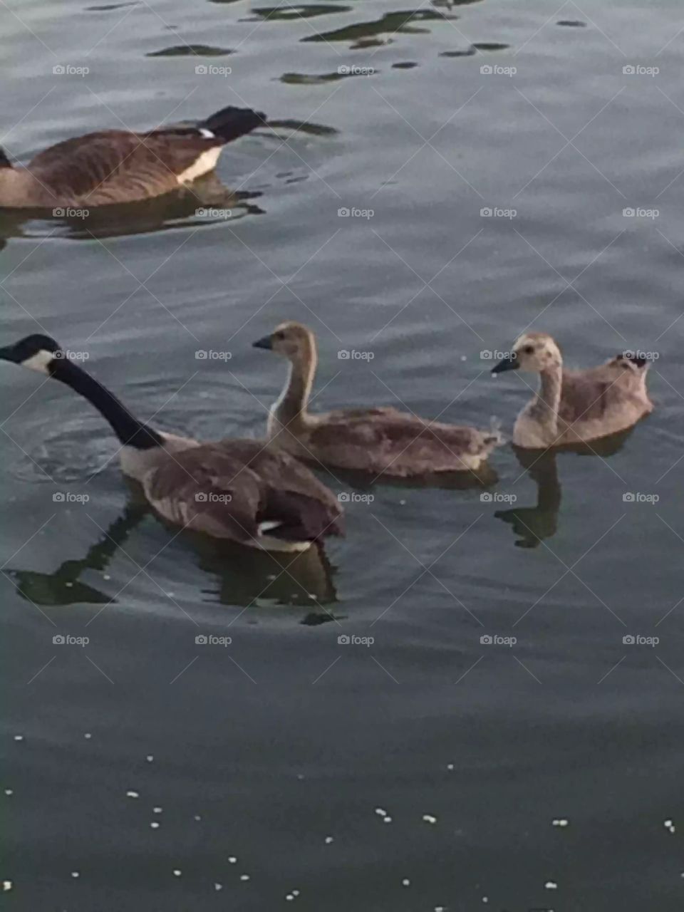 Geese 