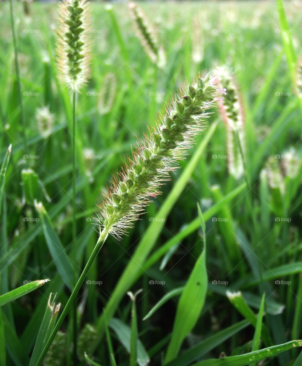 Green grass seed in the sun