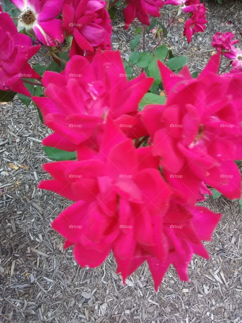 beautiful Pink flowers in the hustle and bustle of the city.