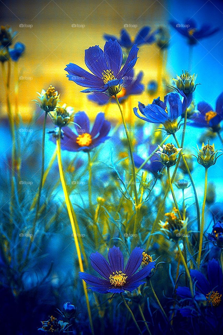 Blue cosmos