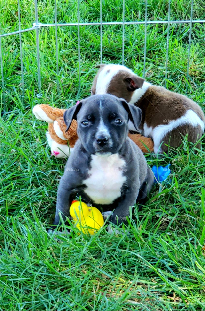Beautiful little gray and white puppy pitbull grass outside rubber duckie