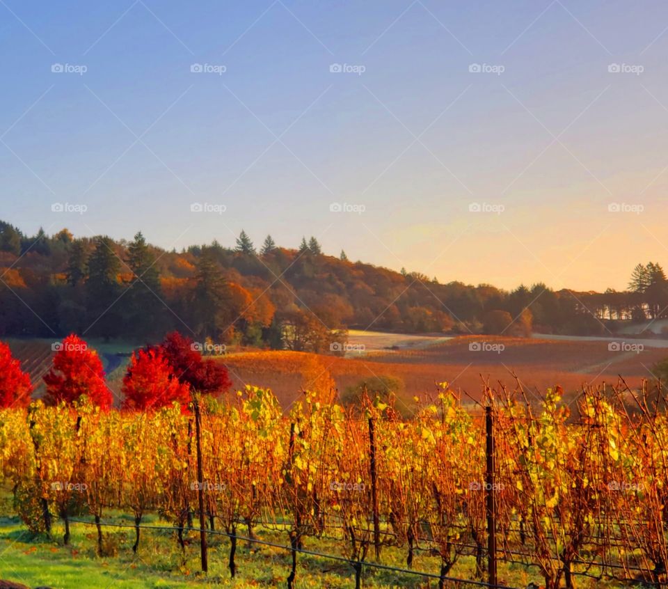 Oregon Winery in the fall