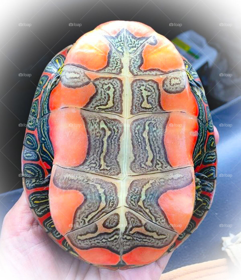 Turtle Underside