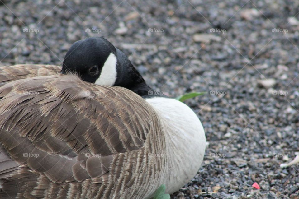 Cozy goose — closeup of Canada goose with head tucked under wing 