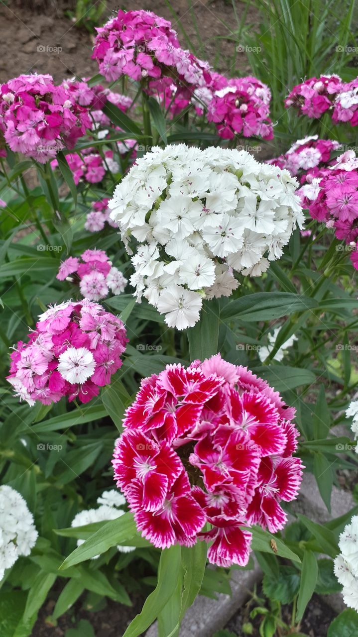 Turkish clove - karanfil