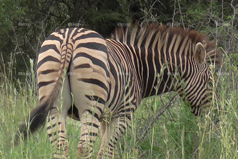 Zebra swatting flies while feeding.