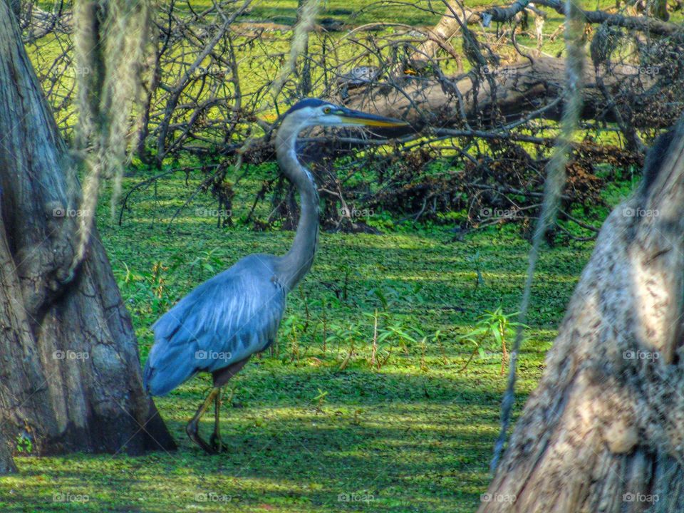 Great Blue Heron. Caddo Lake, Texas