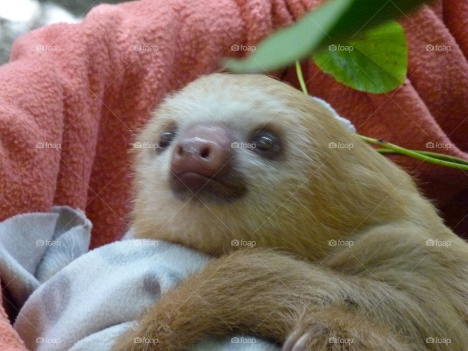 cute baby sloth