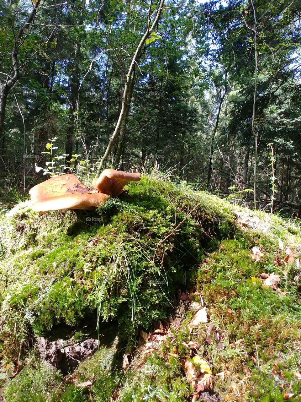 Wald Boden grün herbst pilze Mushroom Moos