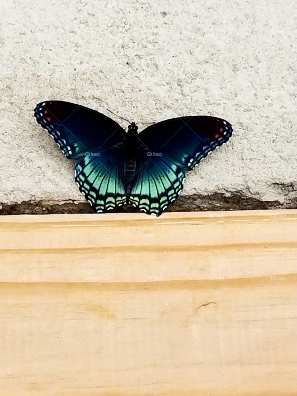 butterfly