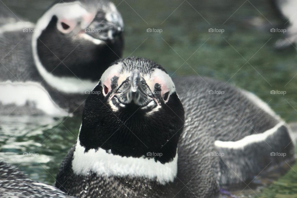 Penguins 