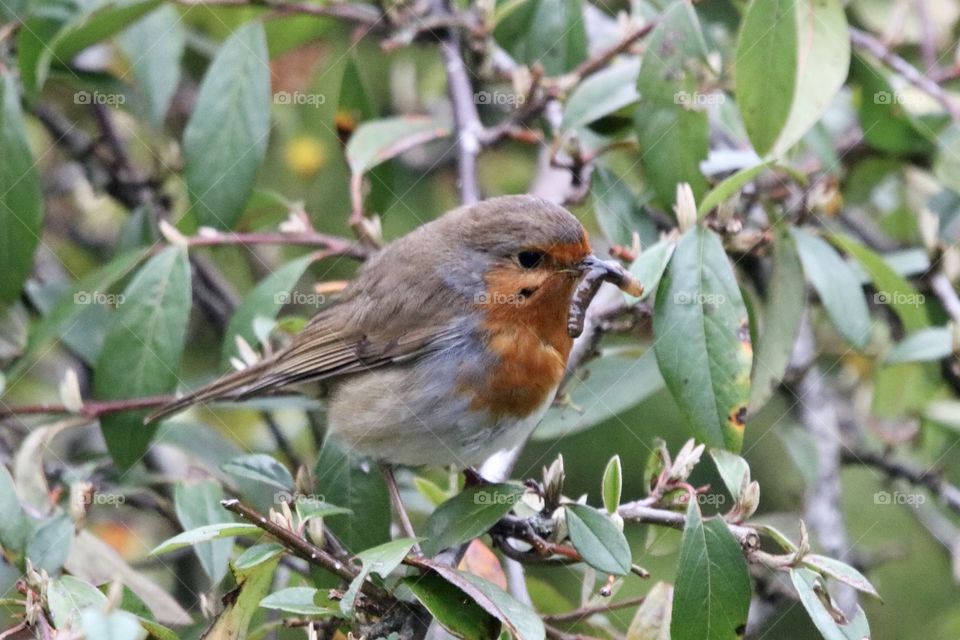 Robin with a 🐛