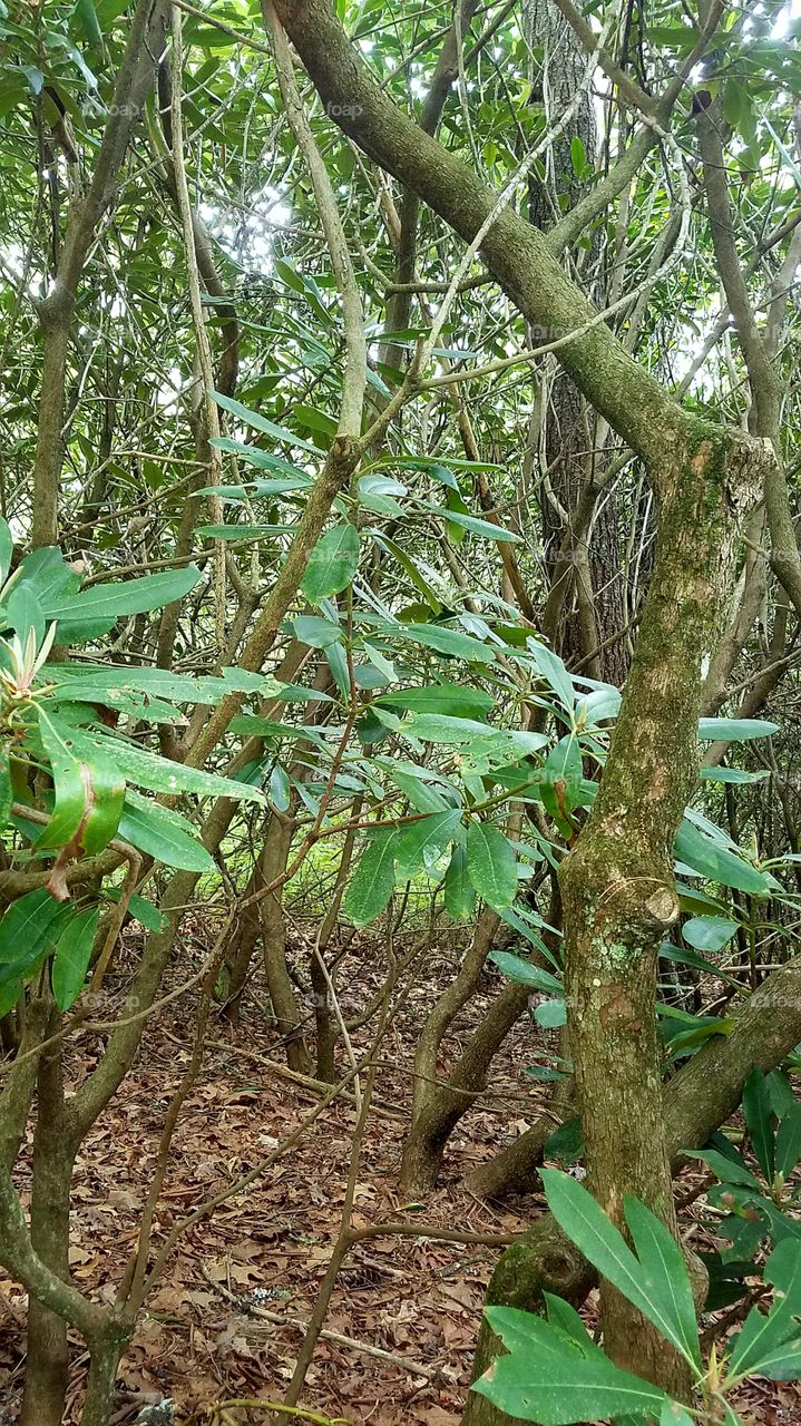 mountain laurel