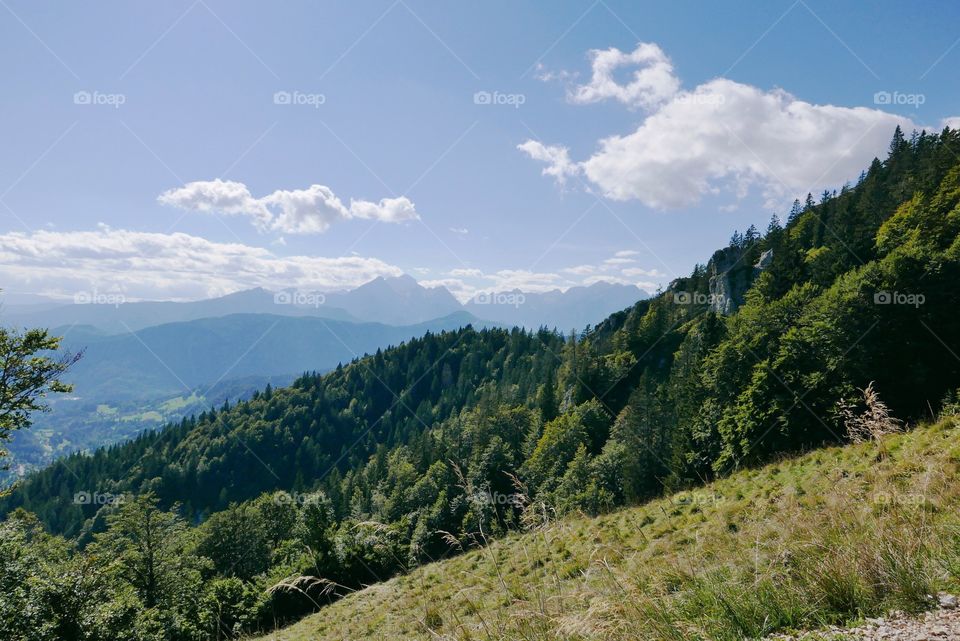 Alpine forest