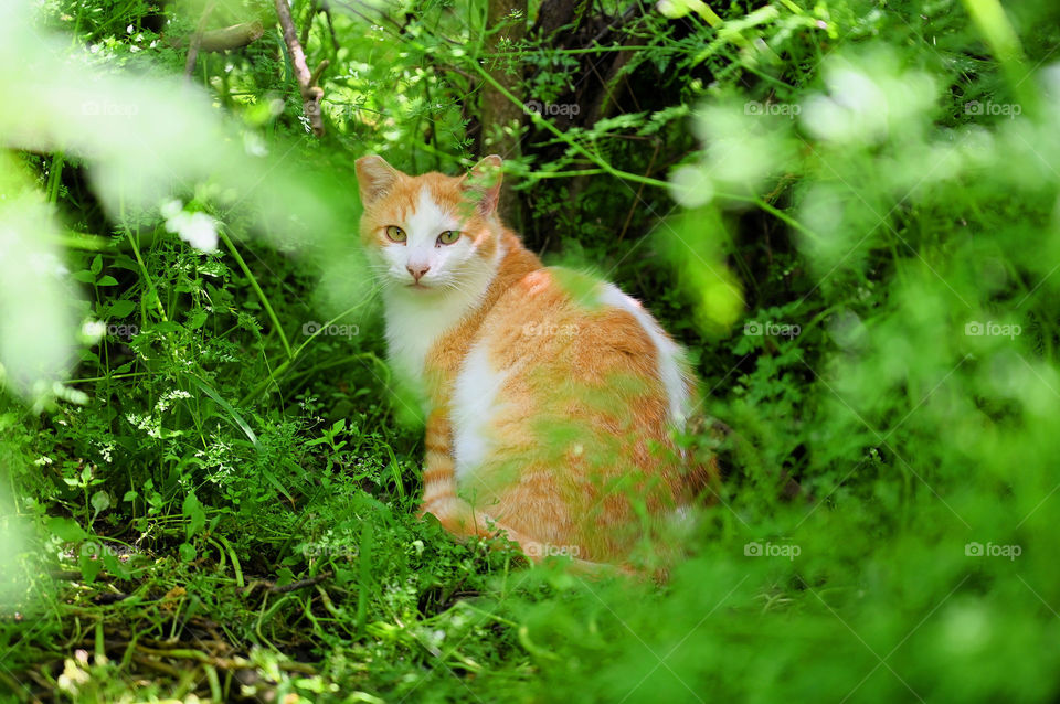 A stray cat is sitting pretty 