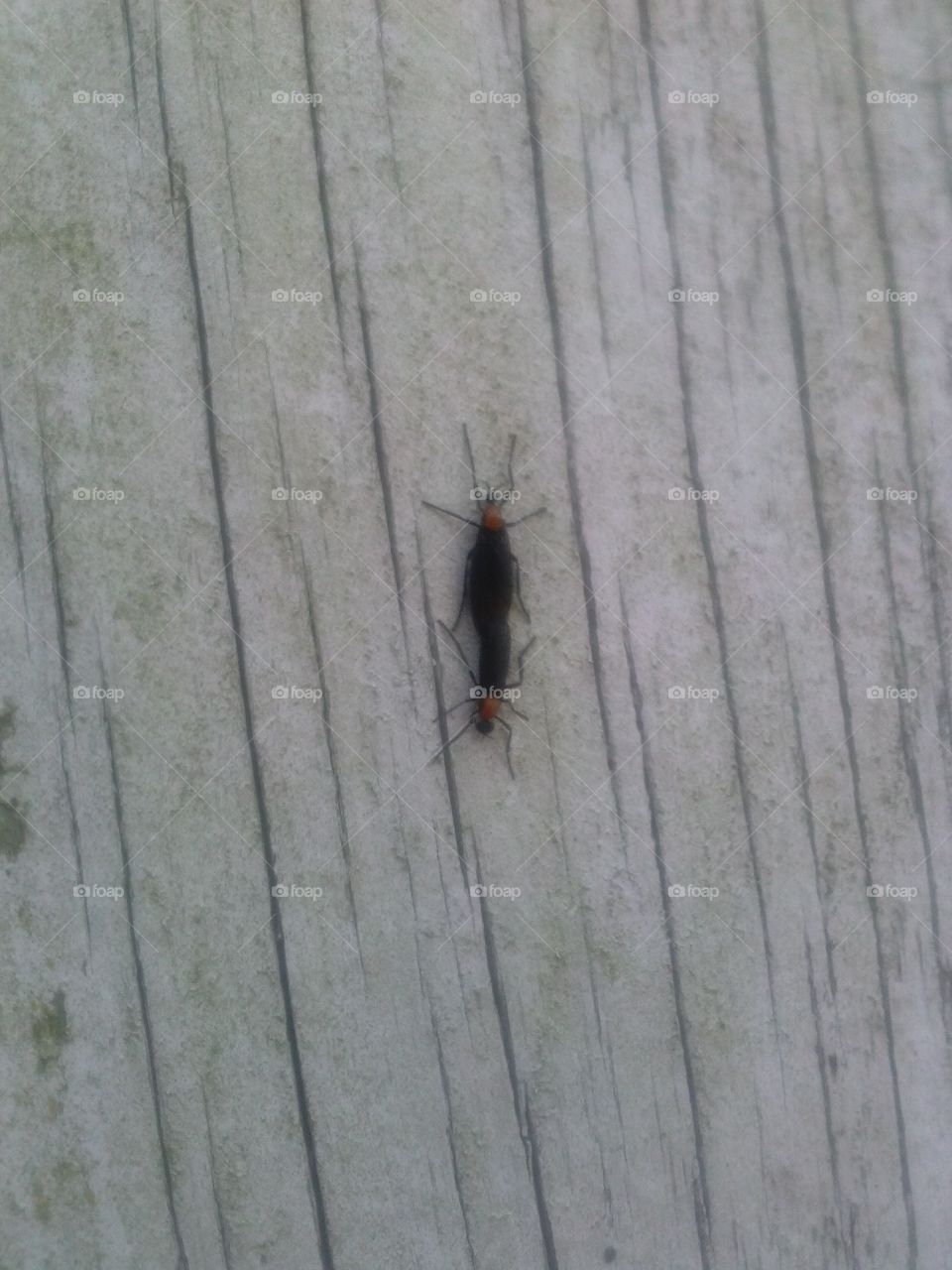 Love Bug Season. Love Bugs in Florida