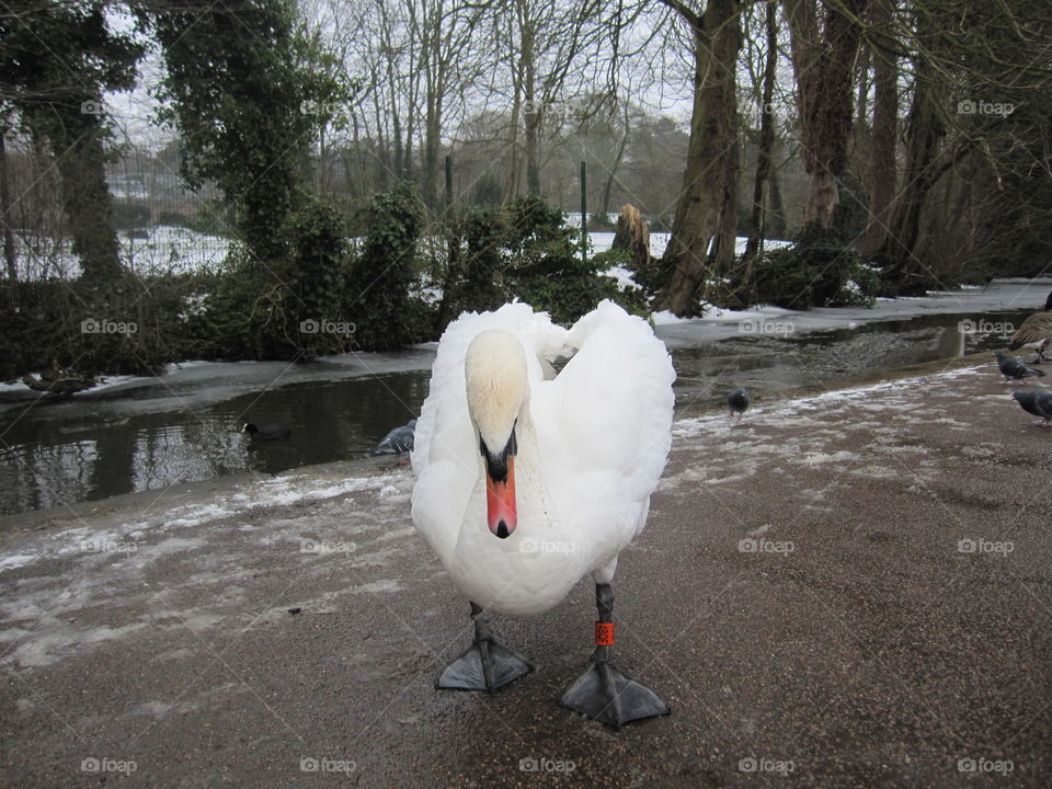 Mute Swan