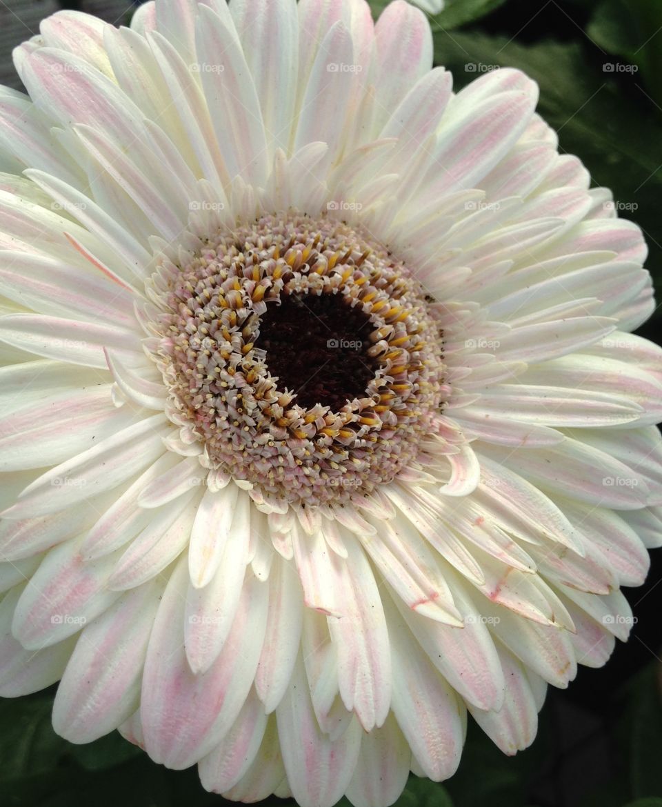 Macro shot of white flower