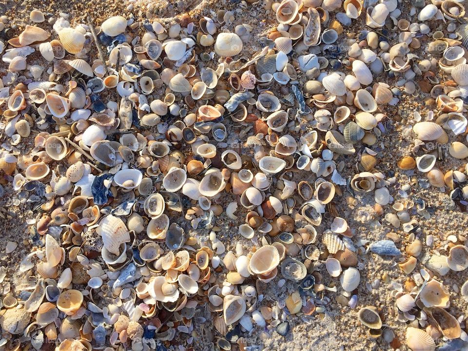 Seashells