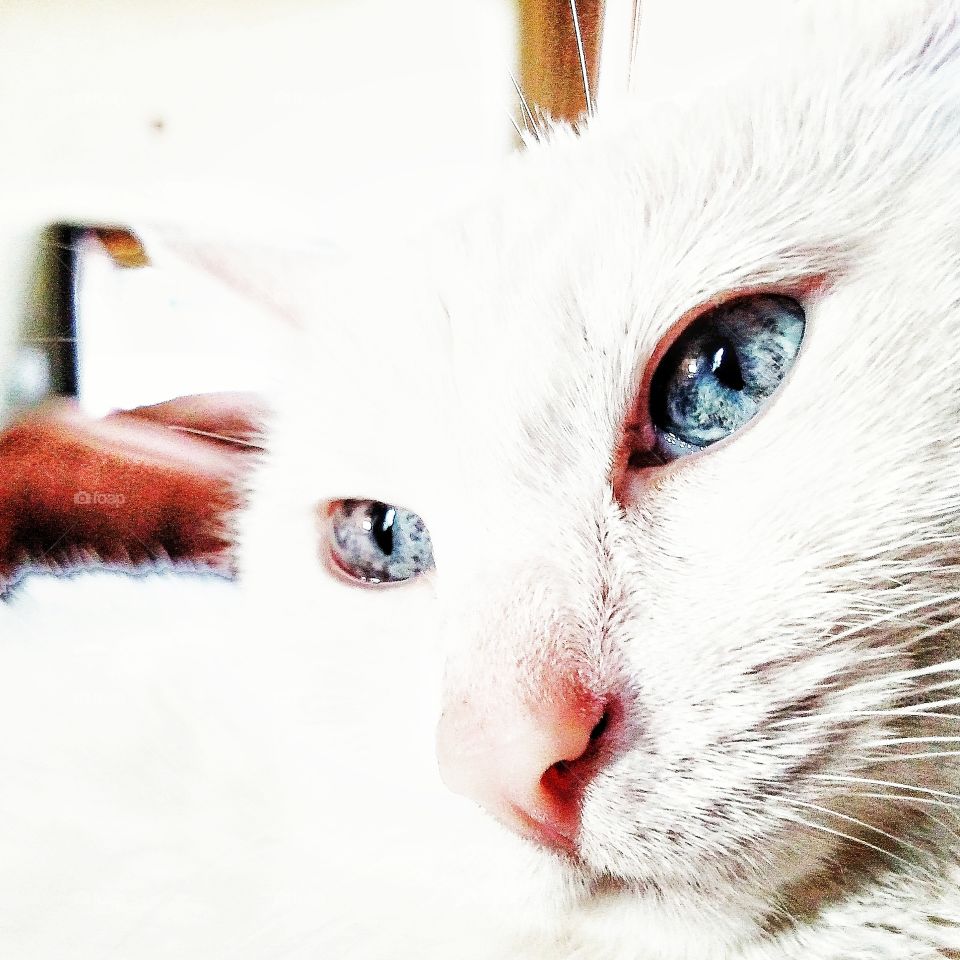 Cat close-up. Beautiful blue eyed girl.