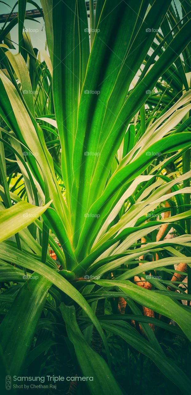 green colour stories