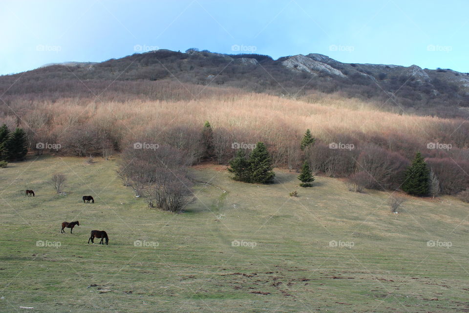 mountain with horse