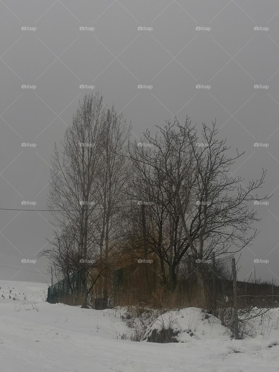 Huge poplar in winter