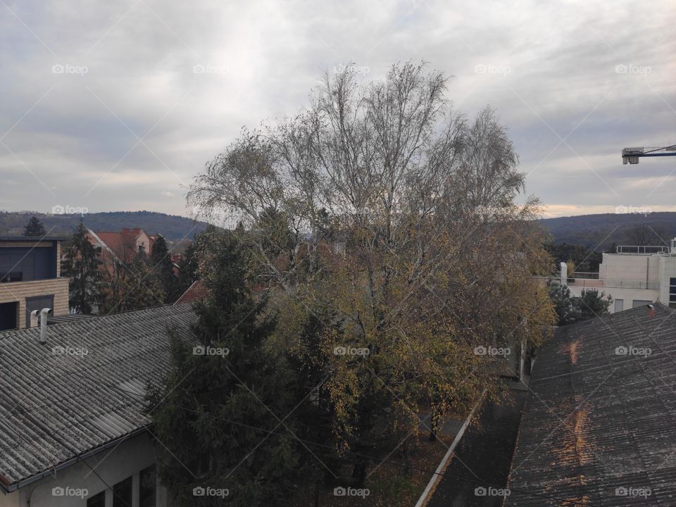 Tree in autumn Belgrade Serbia