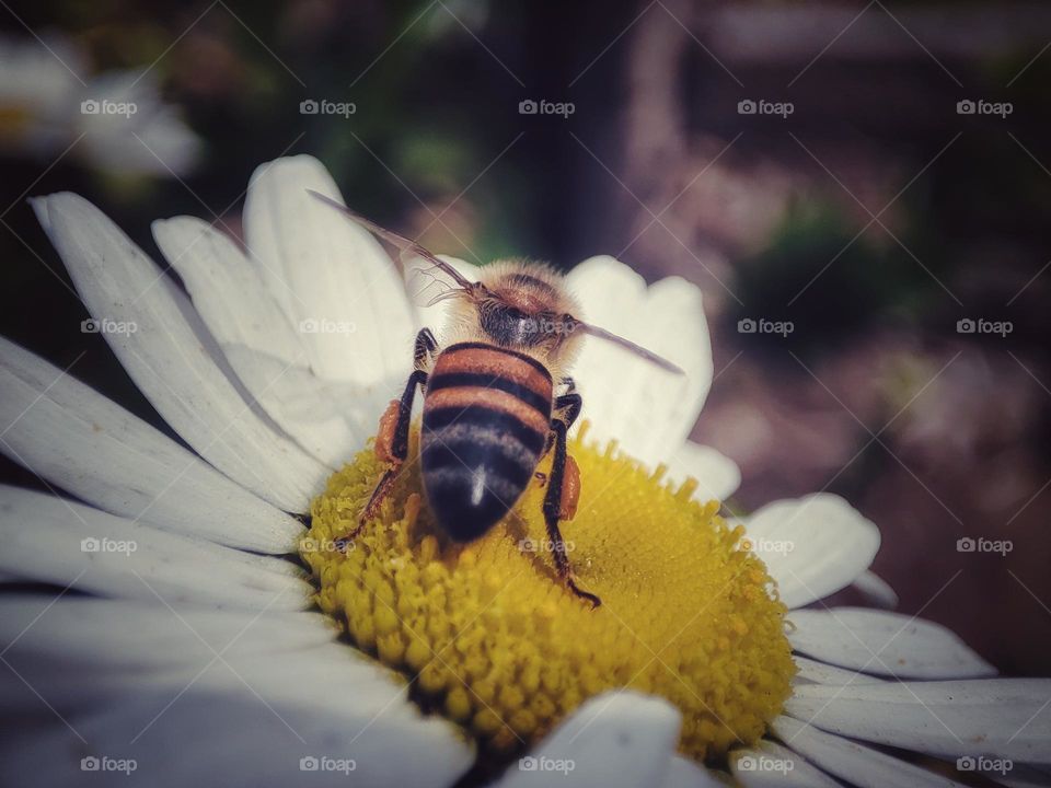 Pollen on a bee