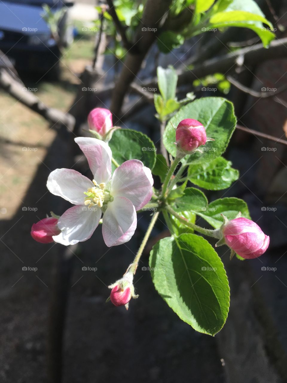 Apple bloosom 