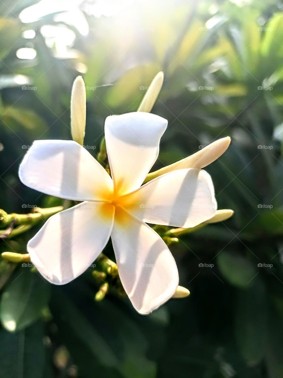 Upload the photo of the month November