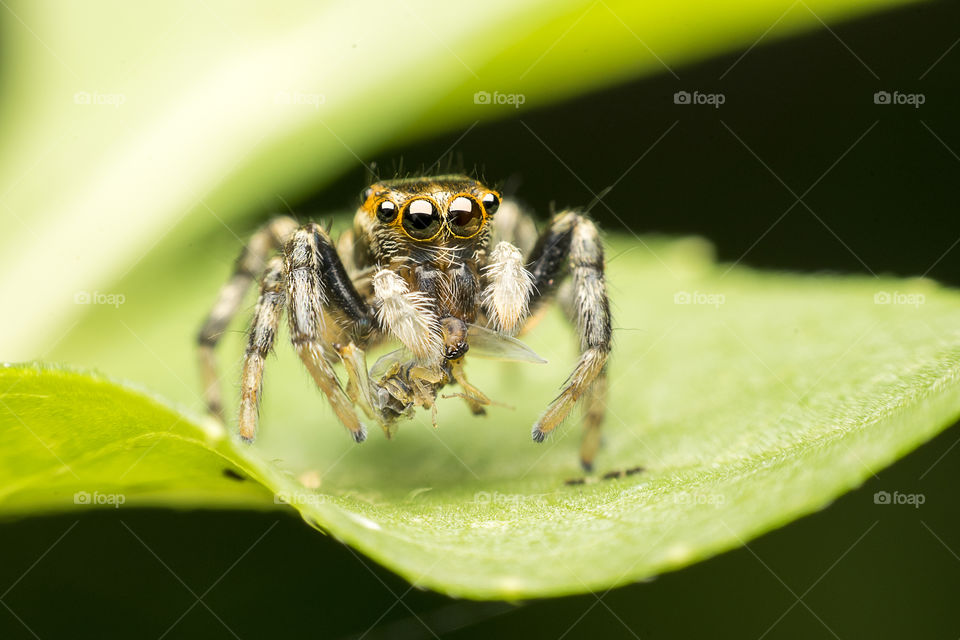Super macro Jumping Spider with their food 