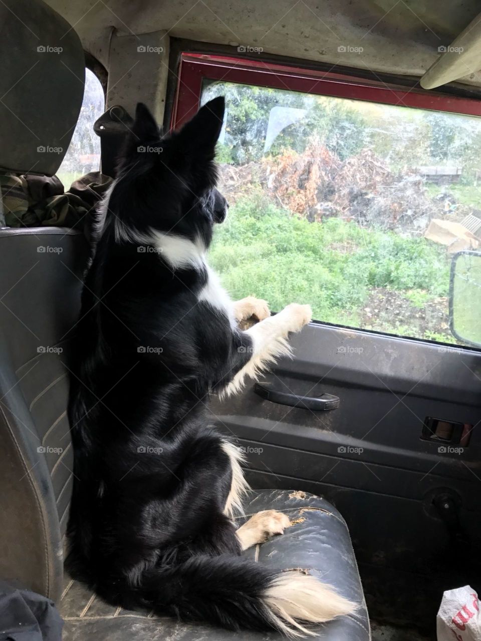 Alert small collie is up on it’s haunches with white paws upon the interior door of a very scruffy old land rover . Looking out upon a green countryside 