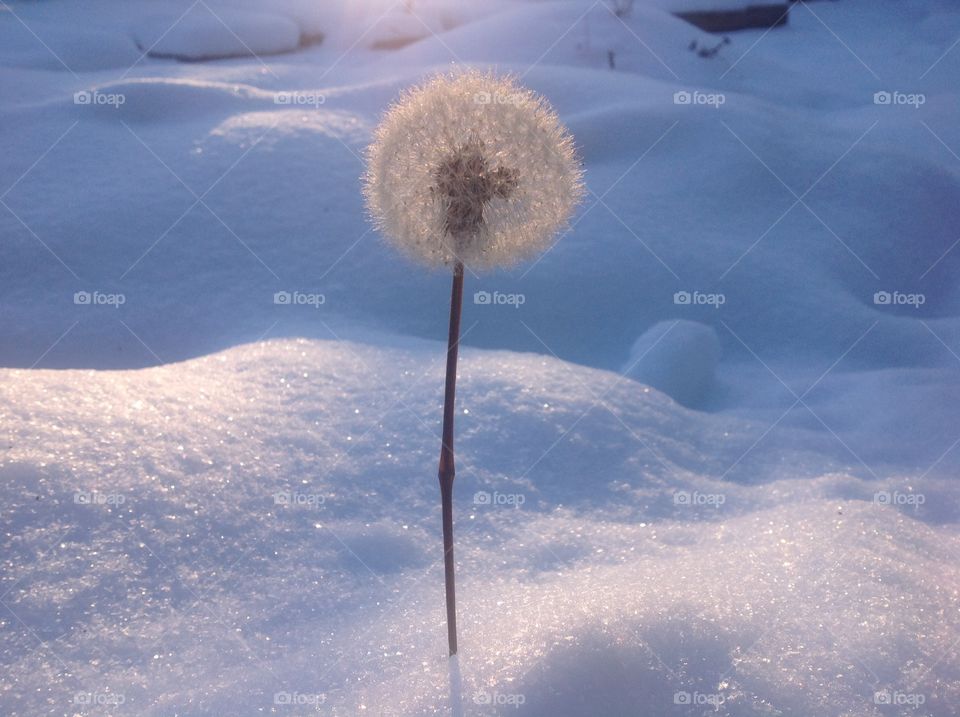 Dandelion against the background of snow