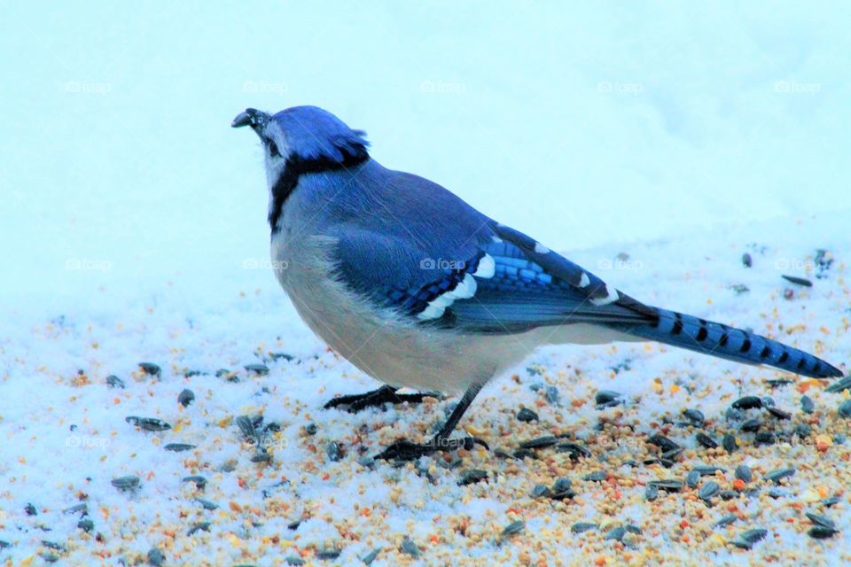 Blue Jay