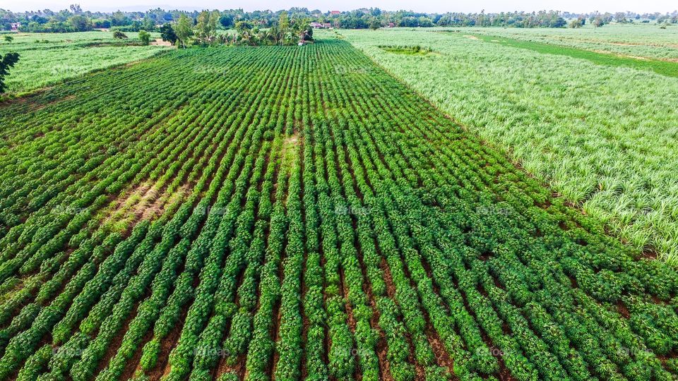 Agriculture, Farm, Field, Nature, Growth