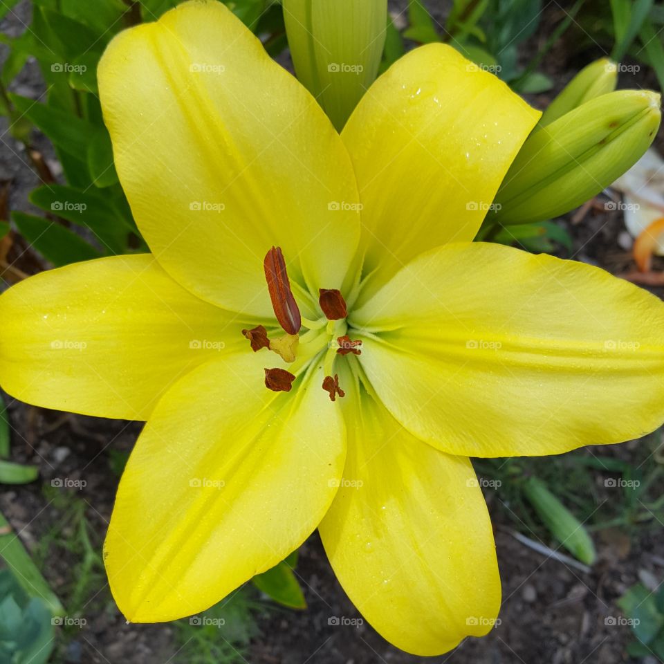 Flower, Nature, Lily, Flora, Garden