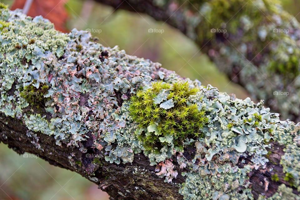 green moss on tree trunk