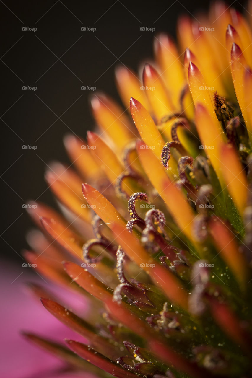 A macro portrait of the yellow and orange core of a purple echinacea purpurea coneflower also known as a magnus superior flower. on the stencils you can see the pollen.