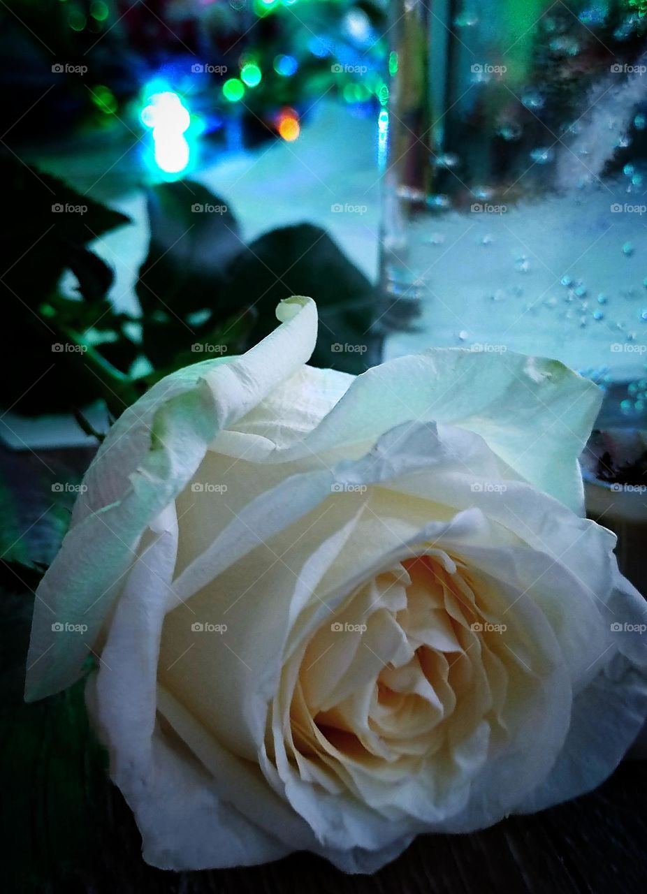 Valentine's Day. Gift fresh flowers. A white rose lies in the foreground. In the background are the lights of colored garlands. White is the color of purity and respect.