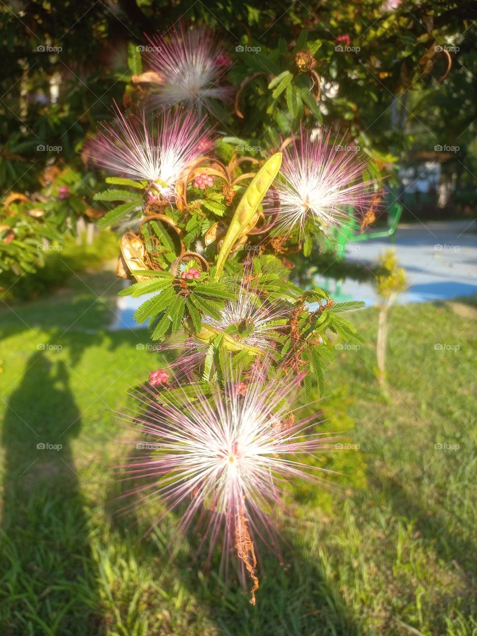 Primavera ,  aromas, cores, flores e beleza.