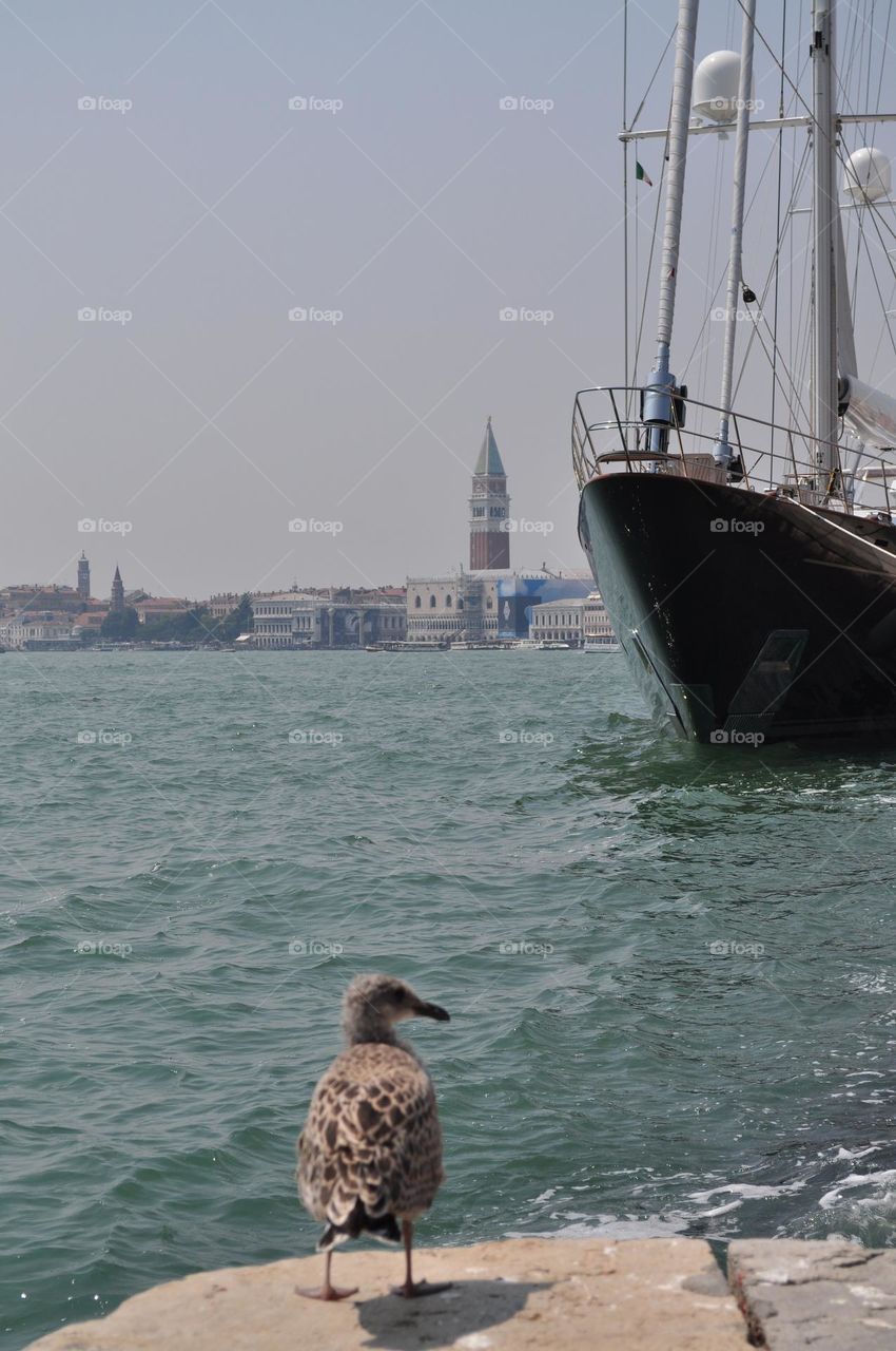 seagull chick observes the ships and buildings of the Venice lagoon